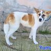 Yuman: cucciolo maschio simil lupoide  0