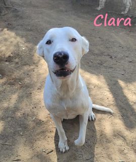 Adozione Gratuita Clara , meravigliosa cucciola dal naso disegnato  Cane simil labrador Femmina