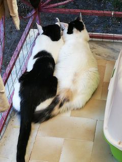 Adozioni Perla e Pepe: adozione di coppia  Gatto meticcio  Femmina