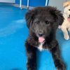 DIXI, 2 mesi, dolce cucciola nera da salvare   5