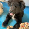 DIXI, 2 mesi, dolce cucciola nera da salvare   6
