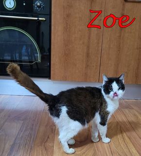 Annuncio Zoe gatto speciale Gatto europeo Femmina