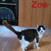 Zoe gatto speciale