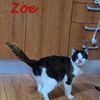 Zoe gatto speciale  0