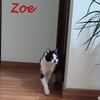 Zoe gatto speciale  0
