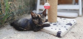 Adozione Tartarughina la dolcissima gattina tartaruga Gatto gatto europeo Femmina