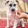 Goa: cucciola femmina futura taglia media  0