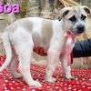 Goa: cucciola femmina futura taglia media  0