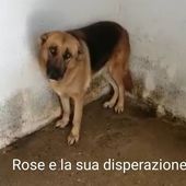 ROSE 3 ANNI PASTORE TEDESCO
