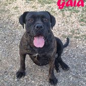 Gaia: femmina incrocio boxer/ cane corso