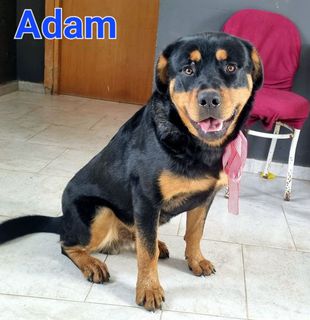 Adozione Adam: giovane maschio rottweiler Cane rottweiler Maschio