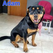 Adam: giovane maschio rottweiler