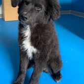 DIXI, 2 mesi, dolce cucciola nera da salvare 