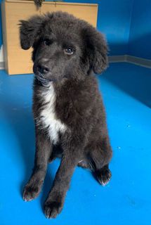 Adozioni DIXI, 2 mesi, dolce cucciola nera da salvare  Cane meticcia  Femmina
