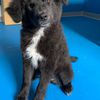 DIXI, 2 mesi, dolce cucciola nera da salvare   2