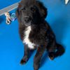 DIXI, 2 mesi, dolce cucciola nera da salvare   3