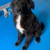 DIXI, 2 mesi, dolce cucciola nera da salvare   4