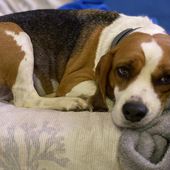 MASHA beagle pura 4 anni cerca casa