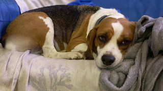 Come adottare MASHA beagle pura 4 anni cerca casa Cane beagle Femmina