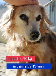Adozione Gratuita Kobe cagnolino taglia piccola in canile da 13 anni Cane meticcio  Maschio