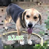 Alex dolcissimo simil beagle di soli 8 mesi
