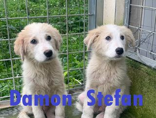 Adozioni DAMON e STEFAN cuccioli Cane meticci taglia media-grande Maschio