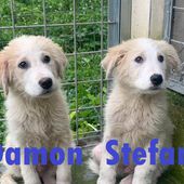 DAMON e STEFAN cuccioli