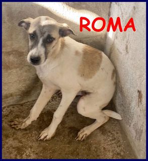 Come adottare ROMA cucciola 5 mesi abbandonata in canile Cane meticcina Femmina