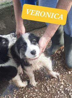 Adozione Veronica: cucciola taglia medio abbondante  Cane meticcio Femmina