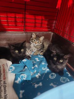 Come adottare 5 gattini meravigliosi aspettano una famiglia Gatto europeo Femmina Milano