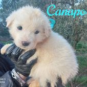 CANAPO cucciolo simil golden retriver