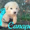CANAPO cucciolo simil golden retriver  0