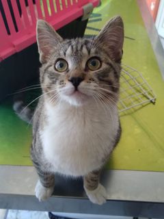 Annuncio SANDRINO - gattino di 4 mesi Gatto gatto europeo Maschio