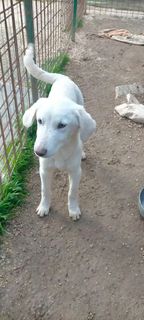 Adozioni ALFRED cucciolo salvato dalla morte Cane cane Maschio Treviso