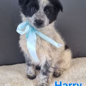 Harry: cucciolo maschio simil border collie
