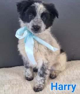 Adozione Harry: cucciolo maschio simil border collie Cane simil border collie Maschio