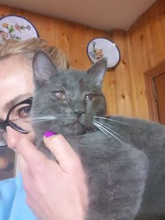 Come adottare MICIO KIBOU, adozione urgentissima SOLO 8 MESI Gatto gatto Maschio Treviso