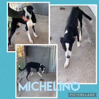Adozione Michelino bellissimo cagnolino bianco e nero Cane meticcio Maschio