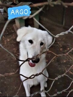 Annuncio ARGO,un bellissimo cucciolone Cane meticcio Maschio