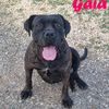 Gaia: femmina incrocio boxer/ cane corso  0
