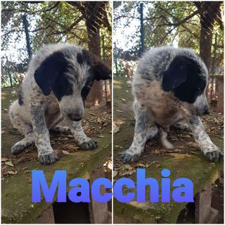 Adotta MACCHIA;un cucciolo adorabile Cane meticcio Maschio