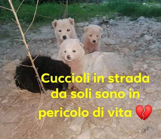 Adozione Gratuita Meravigliosi cuccioli in pericolo di vita  Cane meticci Maschio