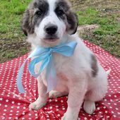 Toretto: cucciolo simil pastore dell’Asia centrale