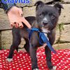 Clavius: cucciolo maschio futura taglia piccola  0