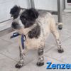 Zenzero: cucciolo maschio simil border collie  0