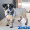 Zenzero: cucciolo maschio simil border collie  0