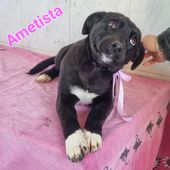Ametista: dolcissima cucciola simil labrador