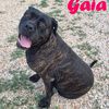 Gaia: femmina incrocio boxer/ cane corso  0