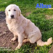 Albus: cucciolo mix golden retriever maremmano 