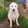 Albus: cucciolo mix golden retriever maremmano   0
